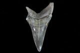 Large, Fossil Mako Shark Tooth - Georgia #75083-1